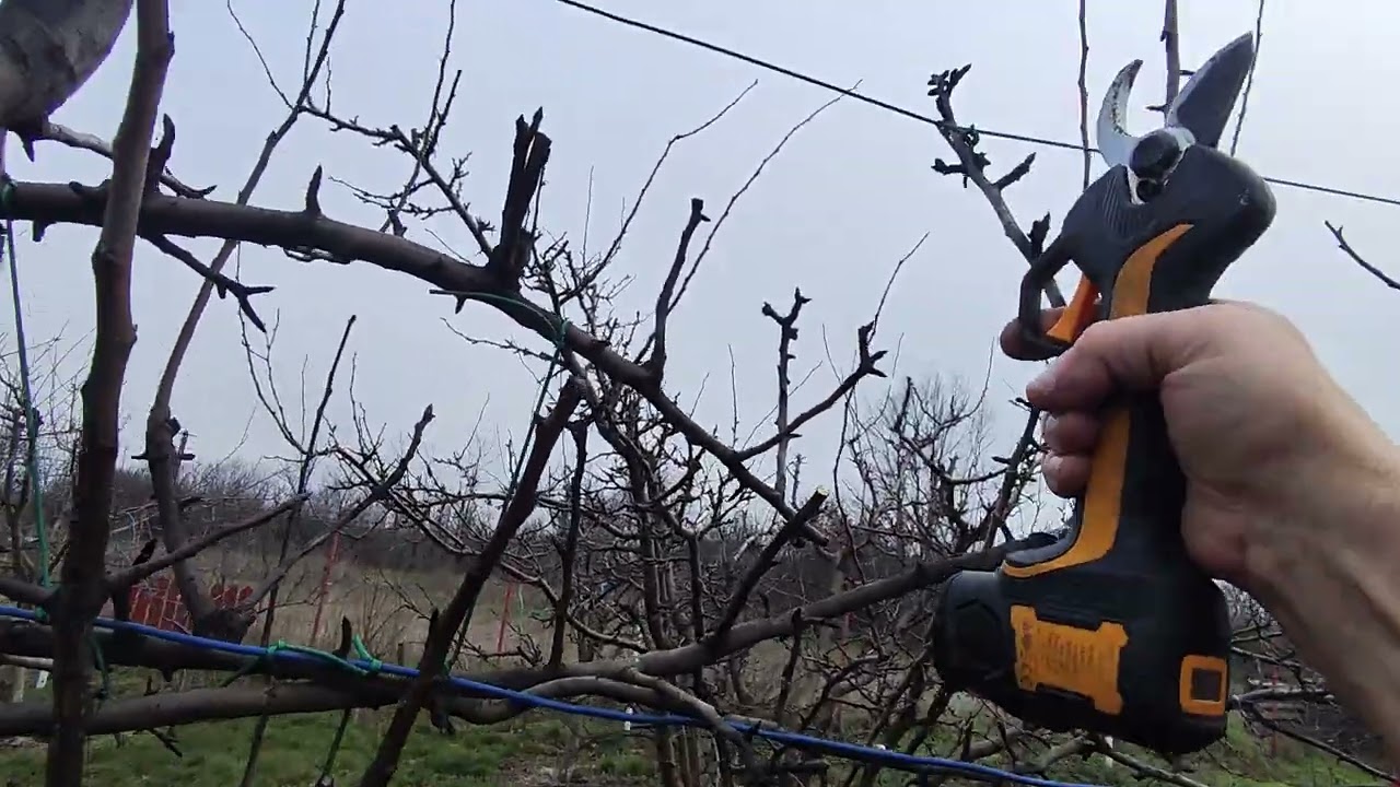Raportul de 1/3 la ramurile care au depășit grosimea șarpantei principale ✂️
