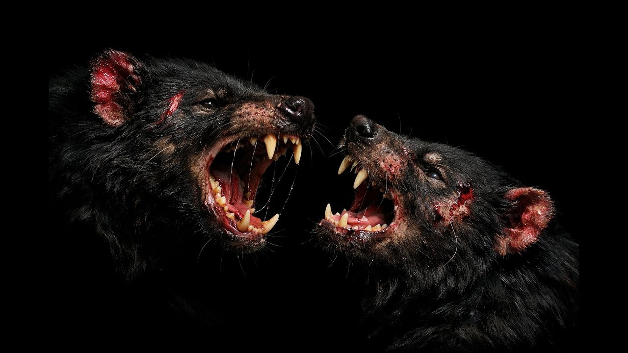 5 Essential Facts About Tasmanian Devils Every Animal Lover Needs