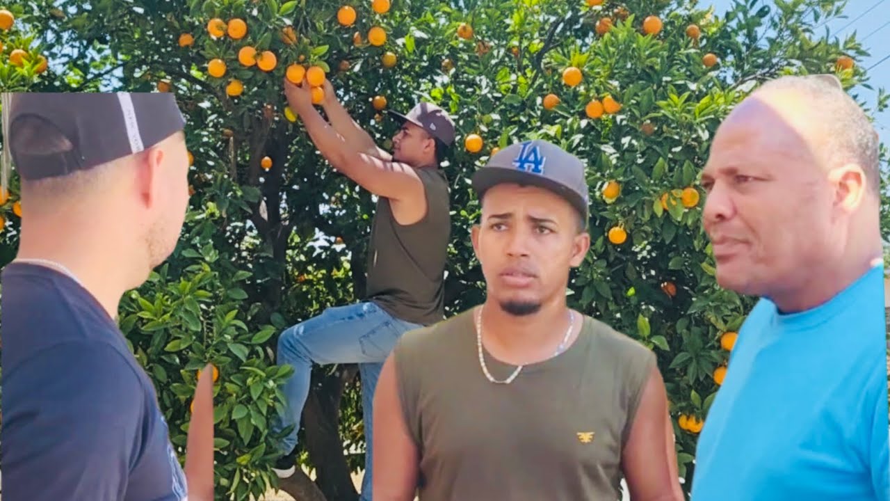 ￼ Lo descubrieron robando naranja y miren lo que dijo