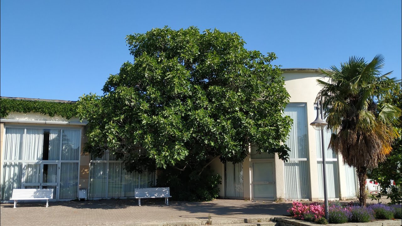 Giant Fig Tree (Ficus carica) in Bad Dürkheim, Germany