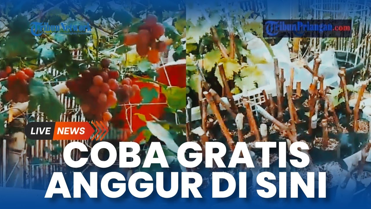 Bisa Coba Gratis, Petik Anggur Soreang Rasa Impor di Bandung
