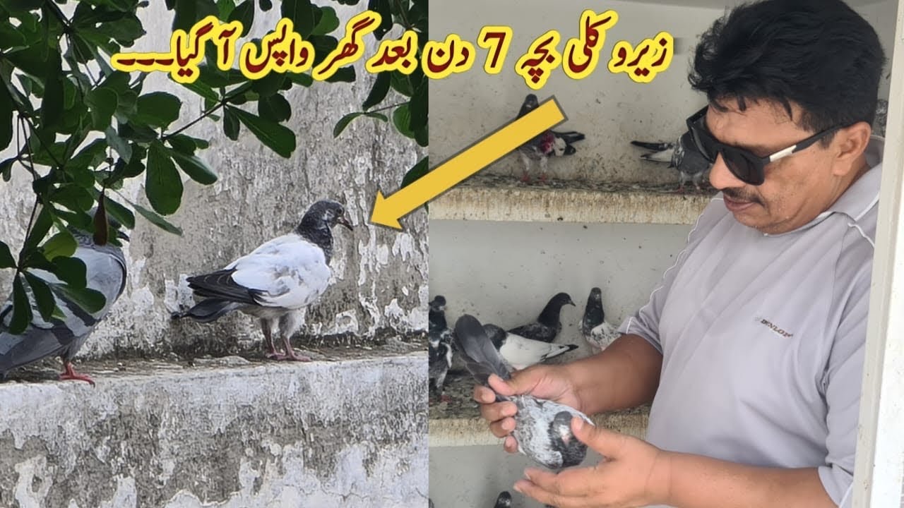 Zero Kali ka Bacha Shandar Aqal ka Maalik | Ustad Mian Mustajab Moshi