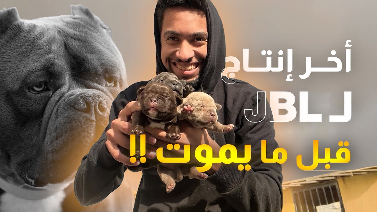 مراحل نمو اخر أنتاج أمريكان بولي ل JBL💥💣  