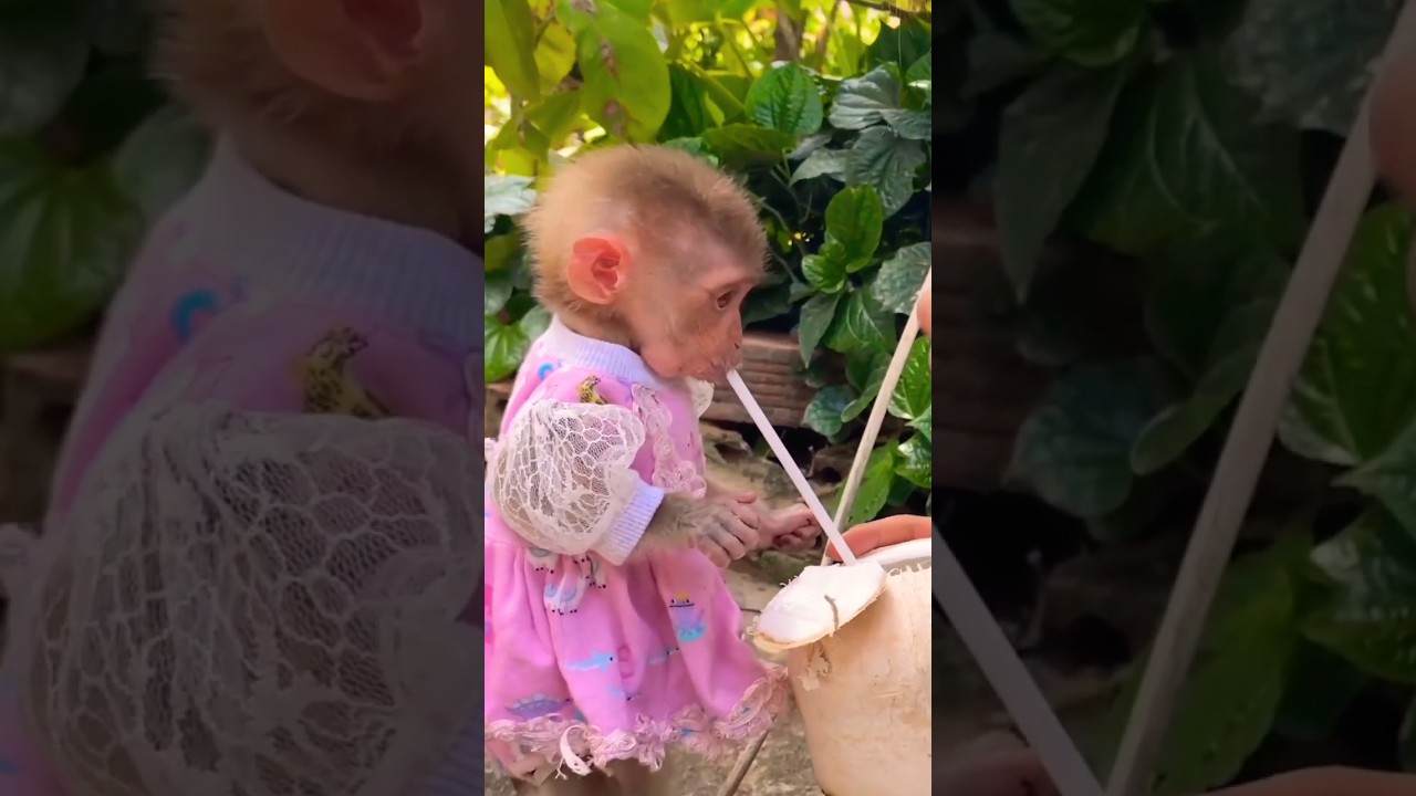 Baby monkey drinking coconut water #viral #ytshorts #shorts