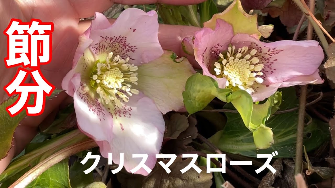 まるおの母　まるこの宿根草と低木の庭　2026 02 03 節分の庭。久しぶりに雪が降らなかった😅　阿武隈川の親水公園には、ものすごい数のオナガガモ。家に帰ったら、クリスマスローズの花が2輪。春ですね