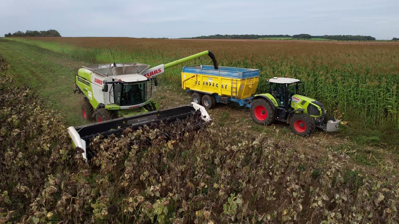 RÉCOLTE DE TOURNESOL 2023 🌻 CLAAS LEXION 760 & MORESIL GB 750 !!! 💨