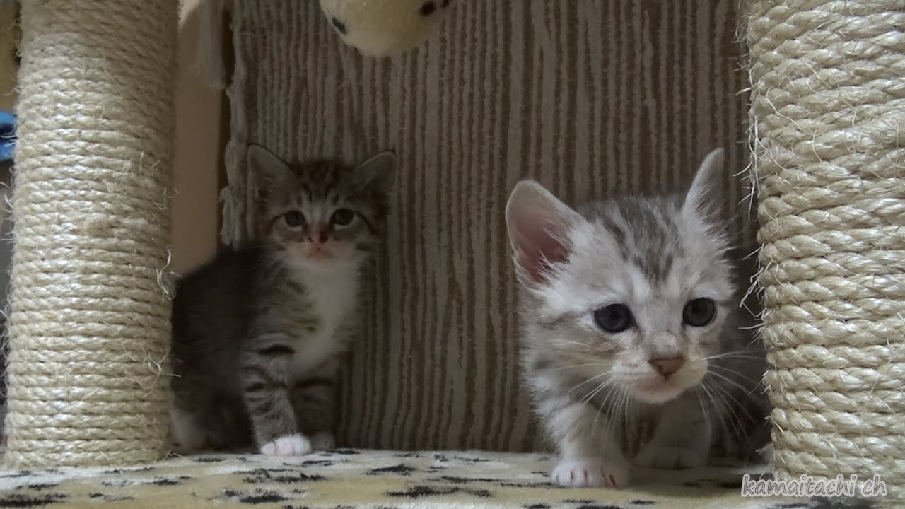 保護兄弟猫 野良生活が終わった日 Protection brother kitten  Day of stray cats living has finished【瀬戸の兄弟猫日記】