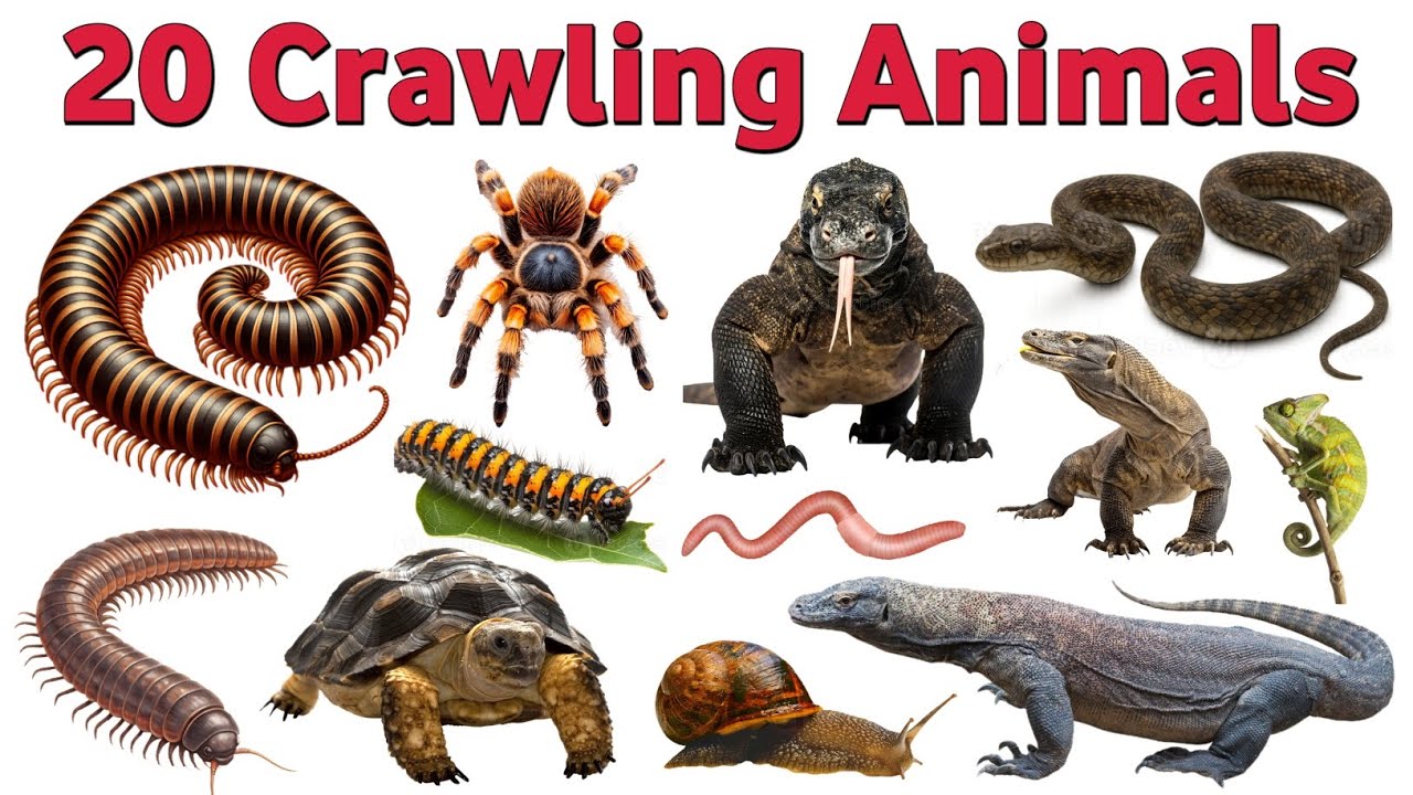 20 Crawling Animals Names in English 🐛 | रेंगने वाले जानवर | Kids Learning Video | Irfan Study Class