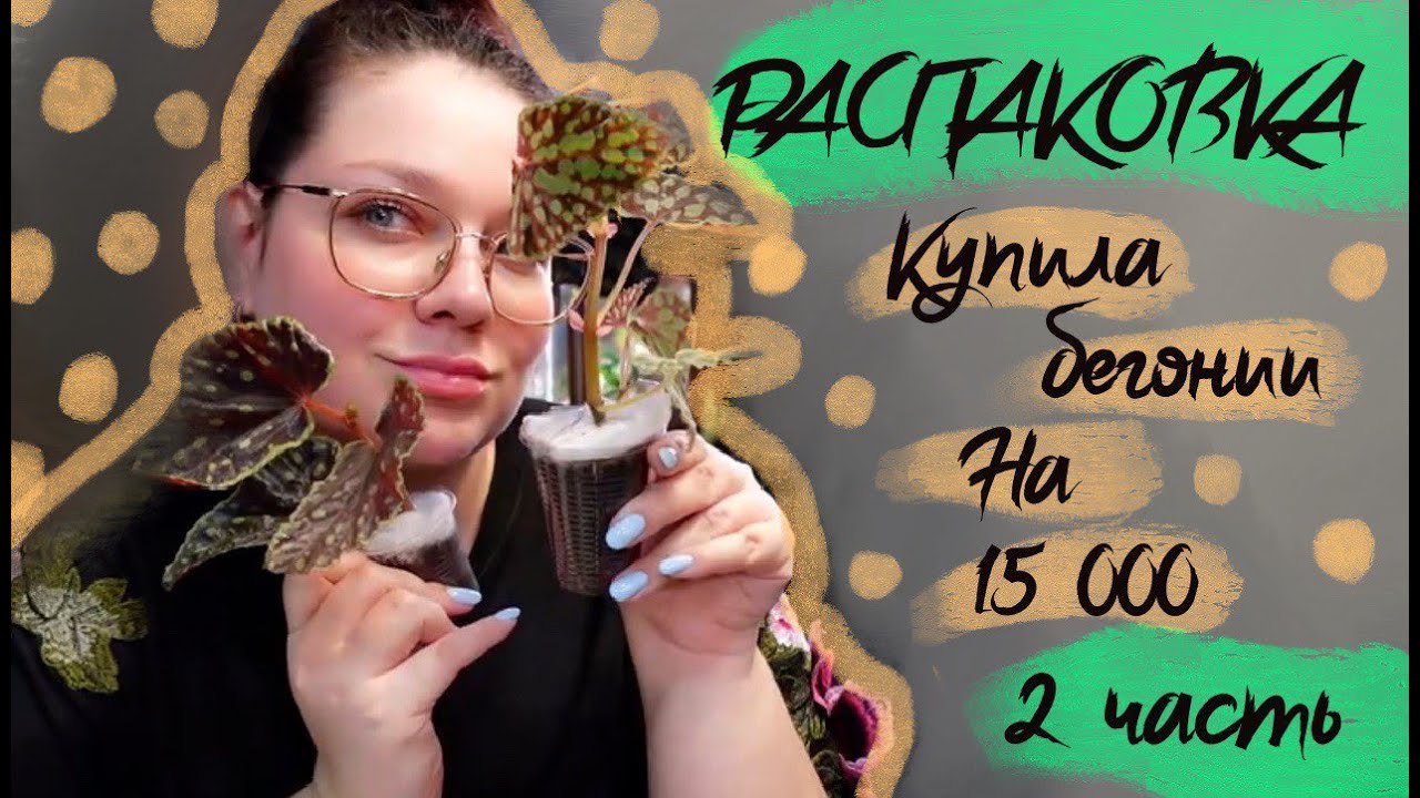 Распаковка бегоний 2 часть