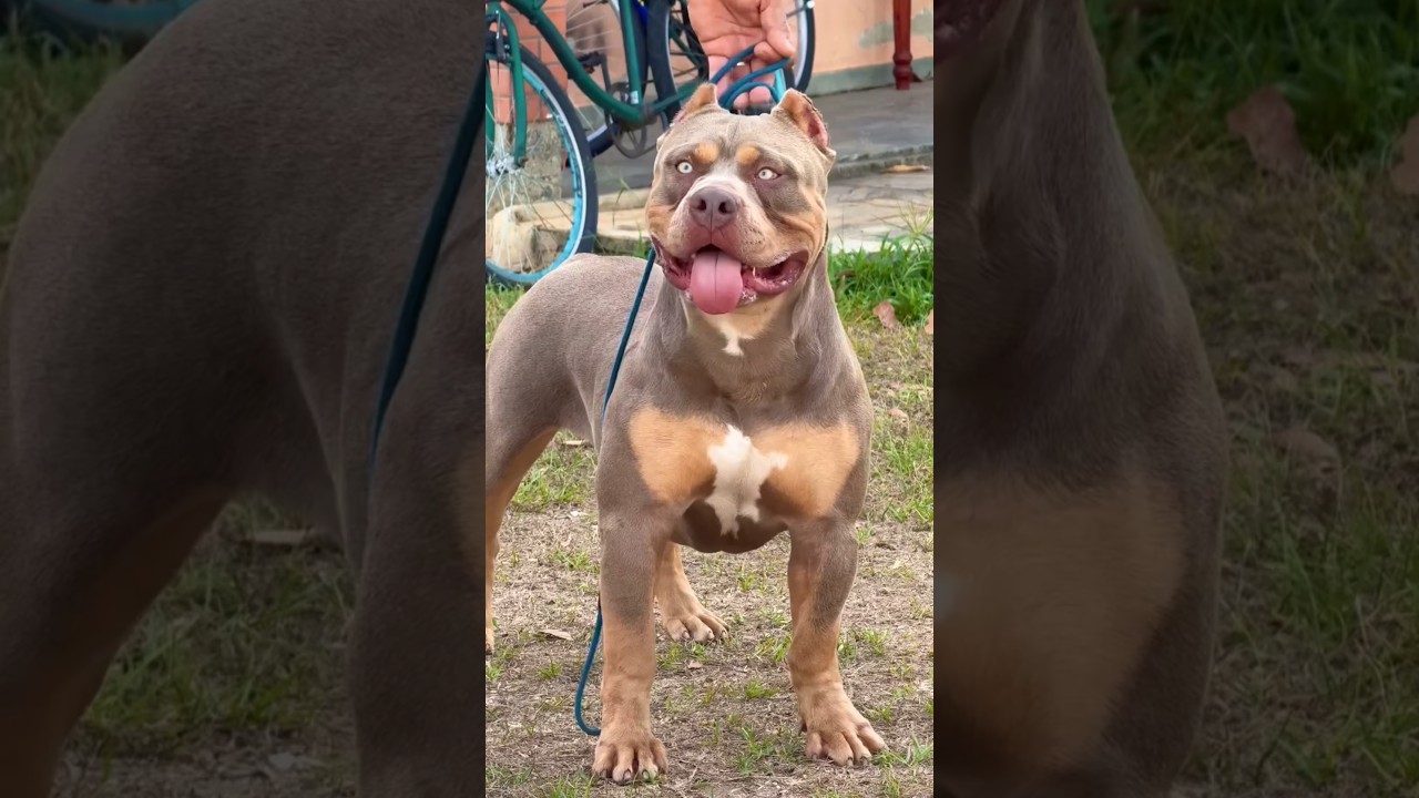 Pitbull vs kangal 