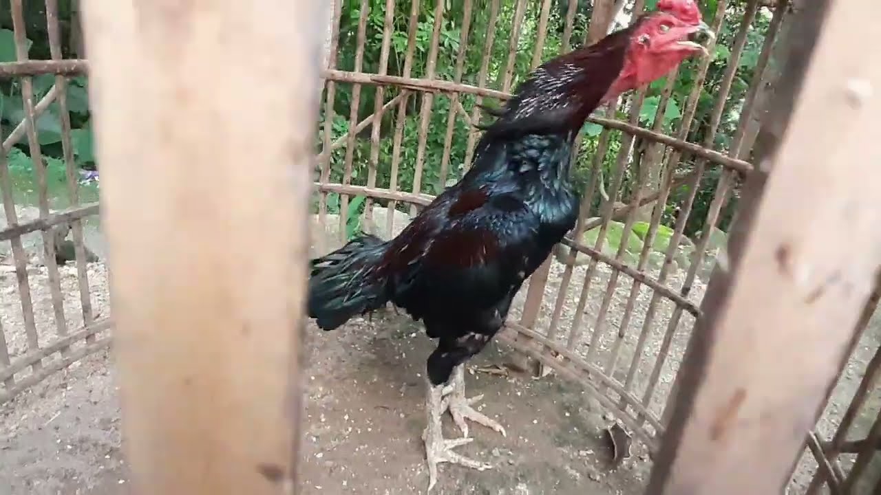 MELIHAT PETERNAKAN AYAM JENIS PAKOY,KOYNGON,BANGKOKMANGON,KOYTRAD,MANGON MAS SUSANTO LAGI
