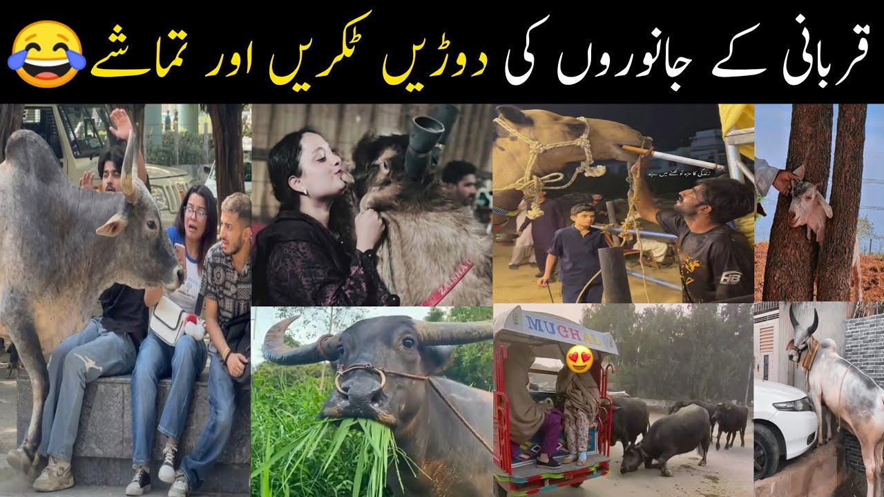 😂 Bakra Eid Funny Moments 2026 | Qurbani Gone Wrong | Crazy Animal Reactions!