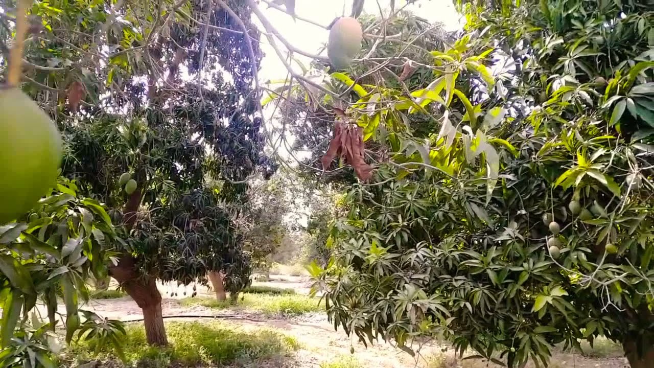 السعودية مناظر ومزارع فاكهت المانجو ومزارع العنبروت أو الباباي  منطقة جازان محافظة صبياء