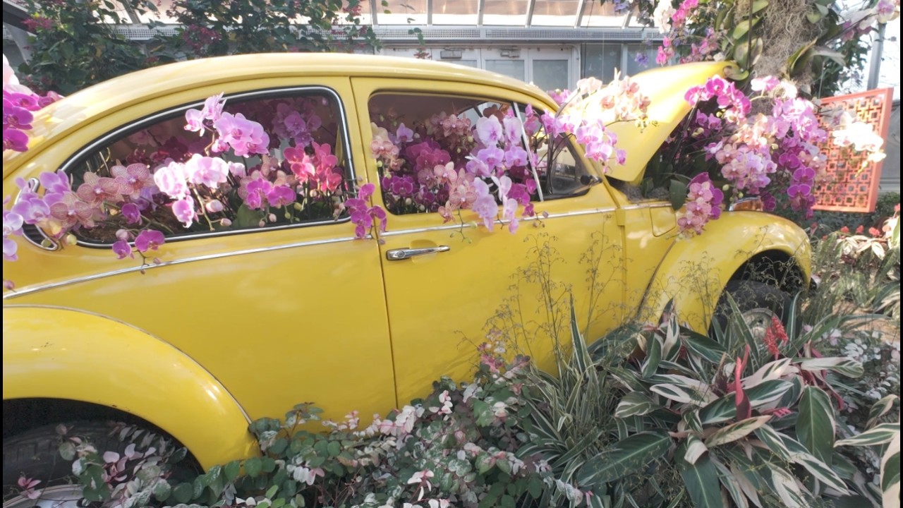Time With Joe- Chicago Botanic Feelin' Groovy Orchid Show 2026