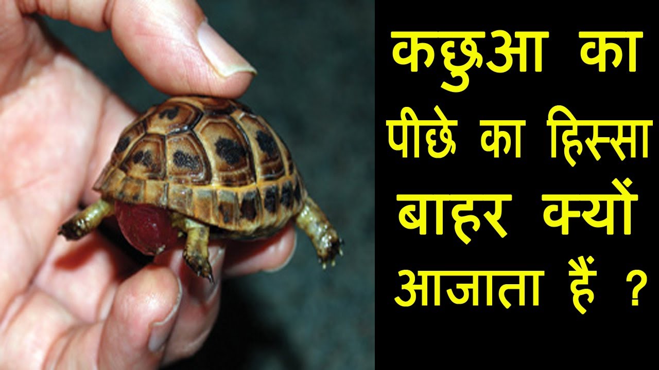 कछुआ का पीछे का हिस्सा बाहर क्यों आ जाता हैं || Prolapse in turtle || Treatment || Dr Nagender Yadav
