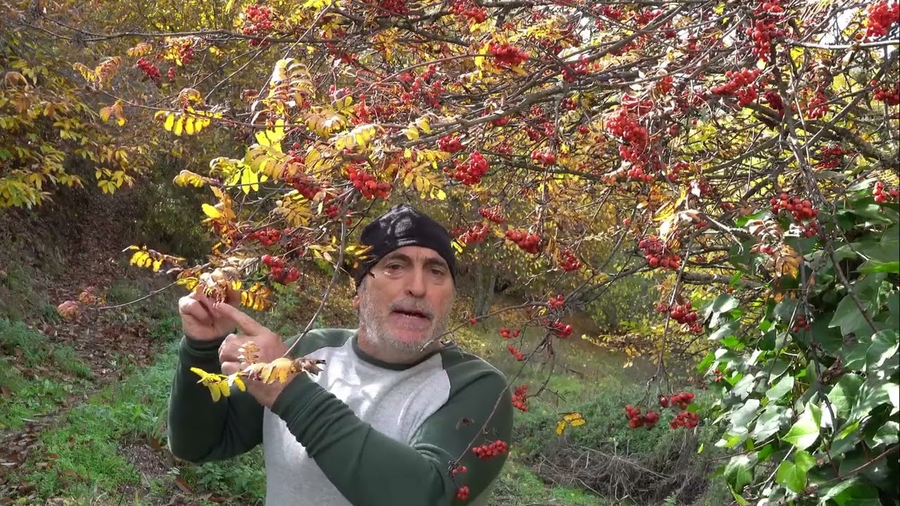 Serbal de los cazadores 🌳 Sorbus aucuparia