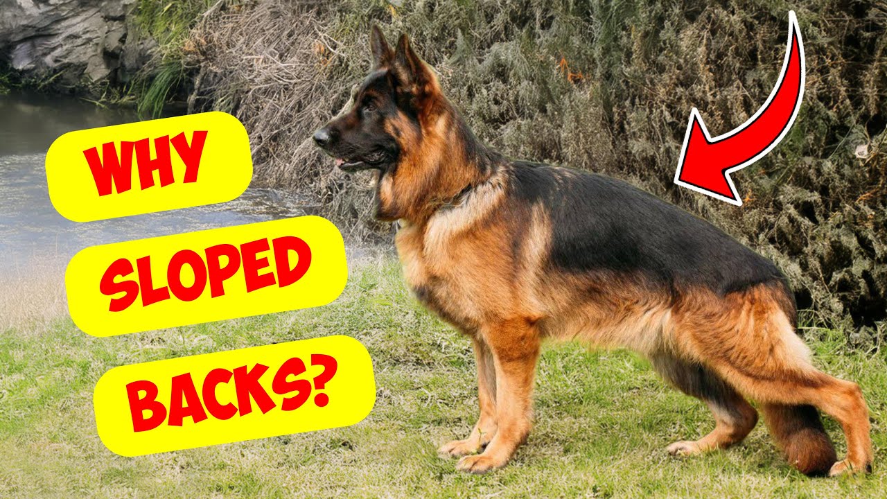 Why do German Shepherds have Sloped Backs?