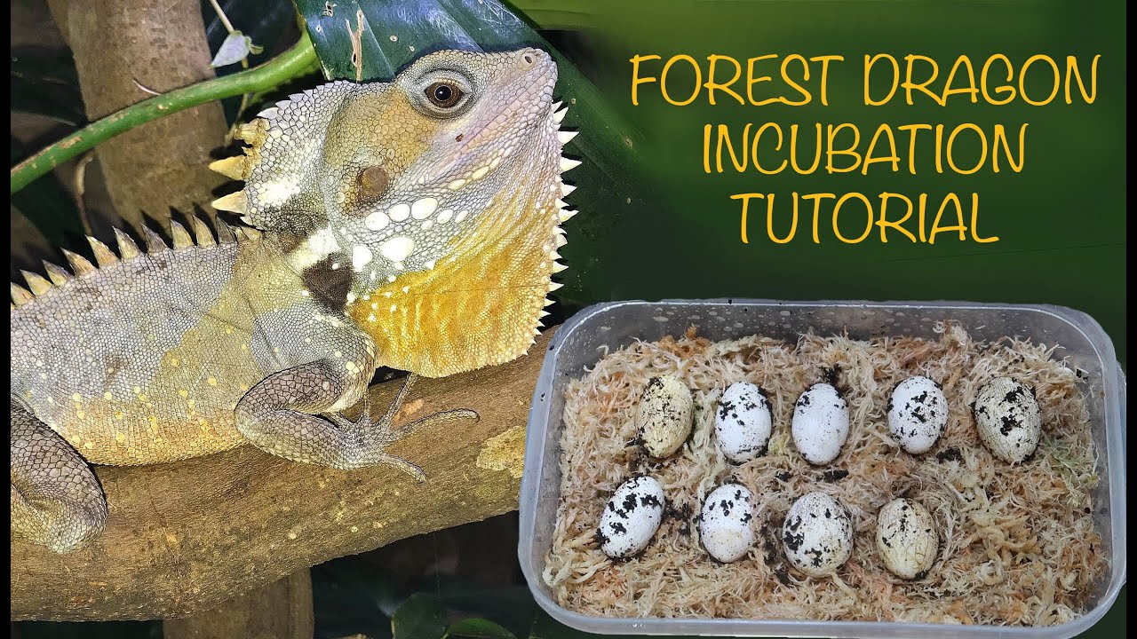 How To Incubate Forest Dragon Eggs
