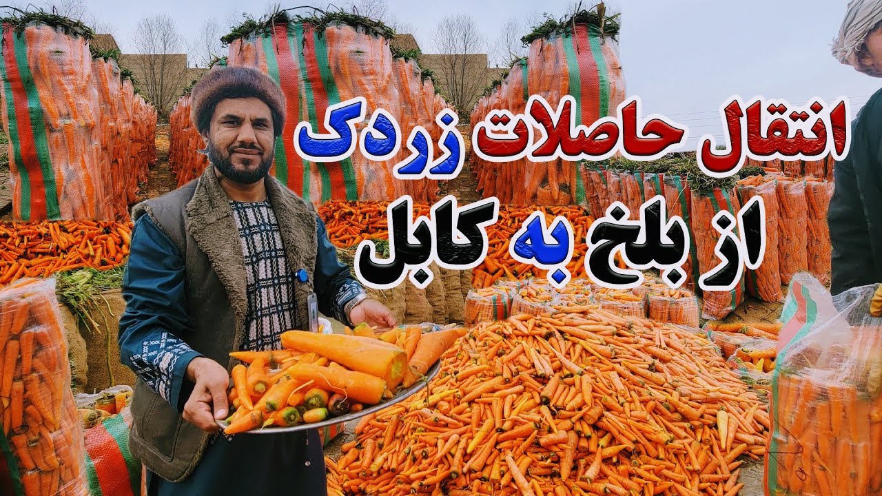 گزارش کاج از فروش و انتقال زردک از ولایت بلخ به شهر کابل|شستشوی و جمع آوری زردک,جریان کار کارگران