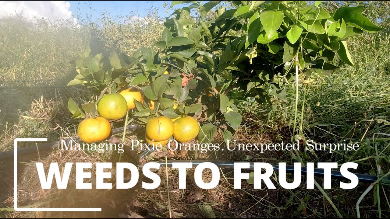 Weeding the Orange Farm | Clearing for Bigger, Healthier Fruits