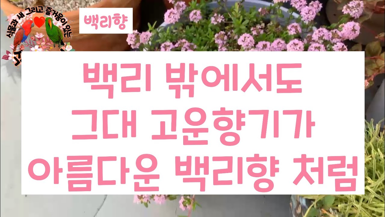 식조락tv 백리향 향이 백리까지 가도록 키우는 꿀팀 대공개!!