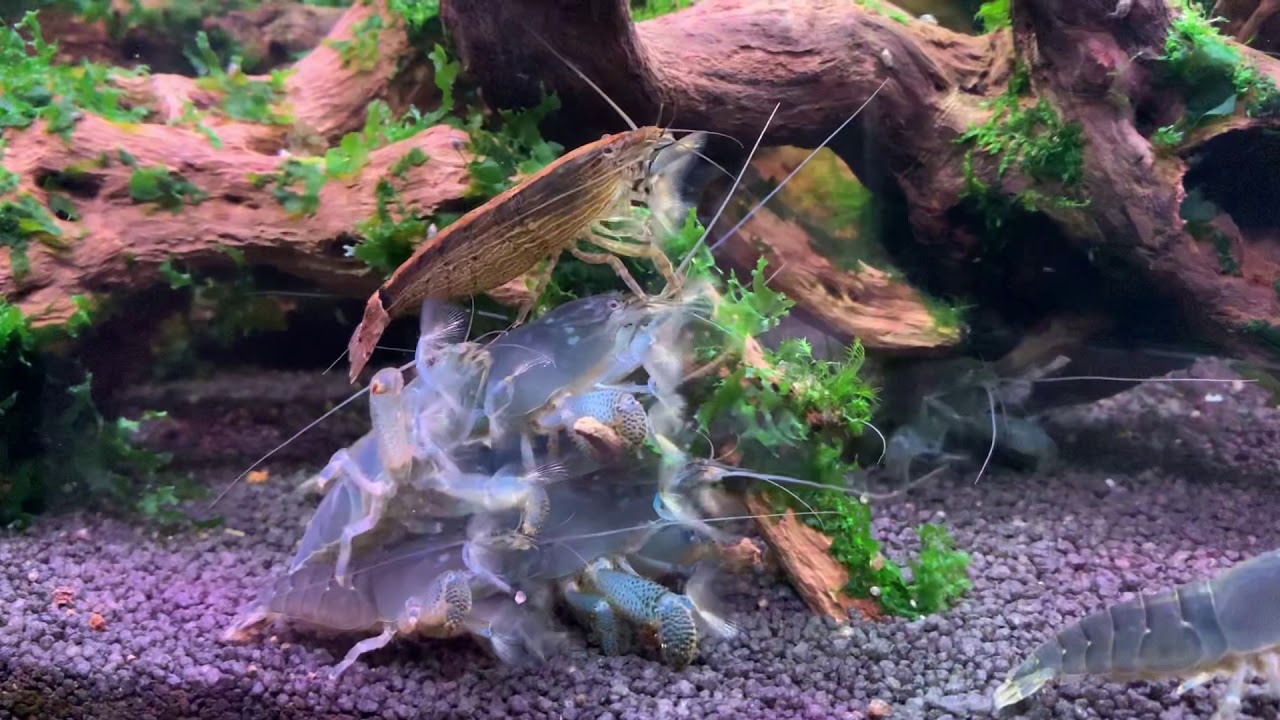 Vampire shrimp