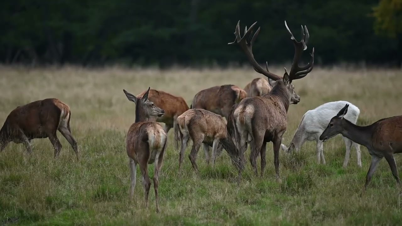 Deer rut edelhertenbronst Jaegersborg 2021
