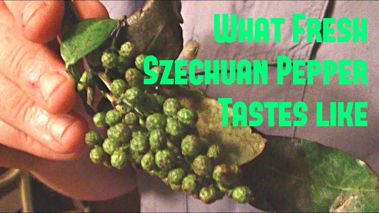 What Does Fresh Szechuan Pepper taste like? - Weird Fruit Explorer