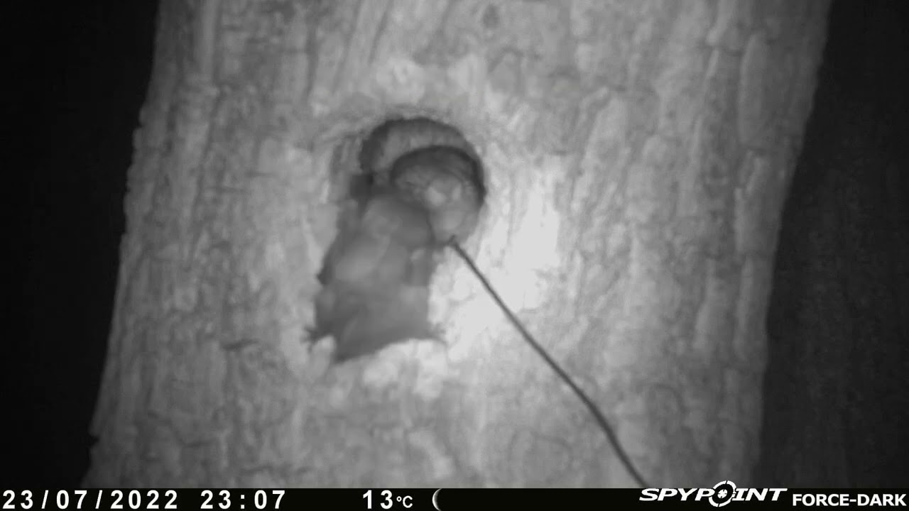 Bat vs grey squirrel