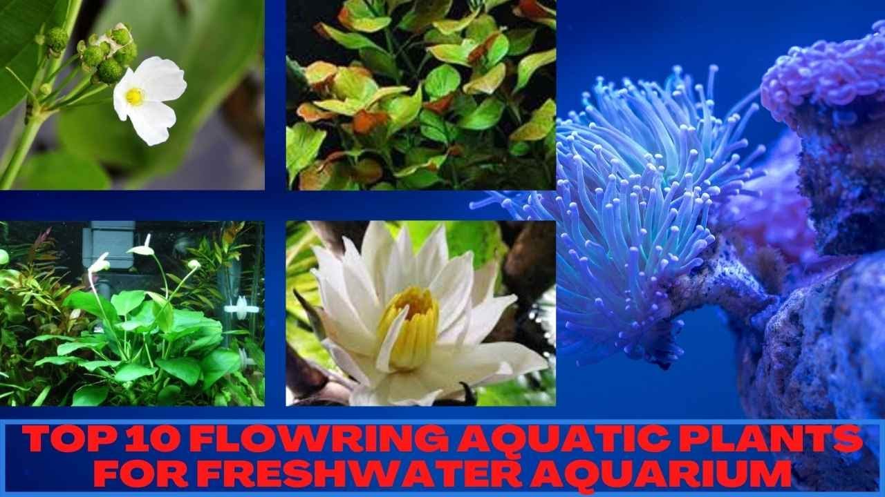 Top 10 Flowering Plants For Freshwater Aquarium