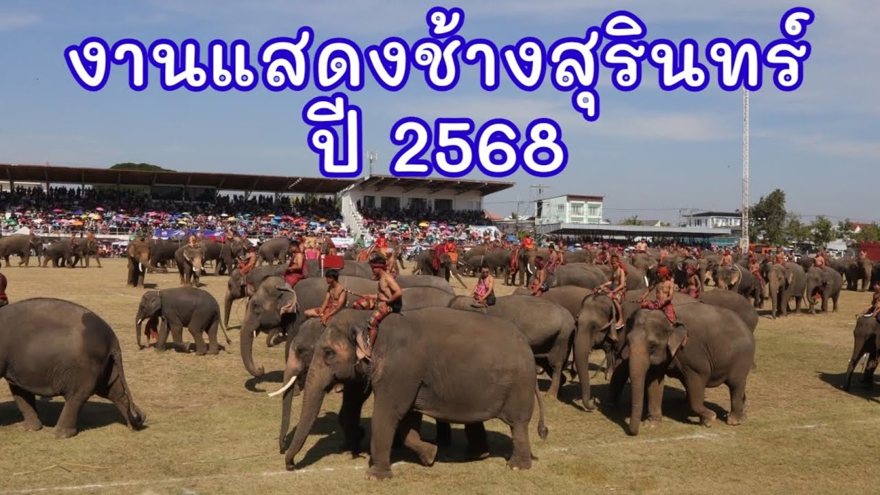 งานแสดงช้างสุรินทร์ปี 2568 || Our Endoo Family Channel
