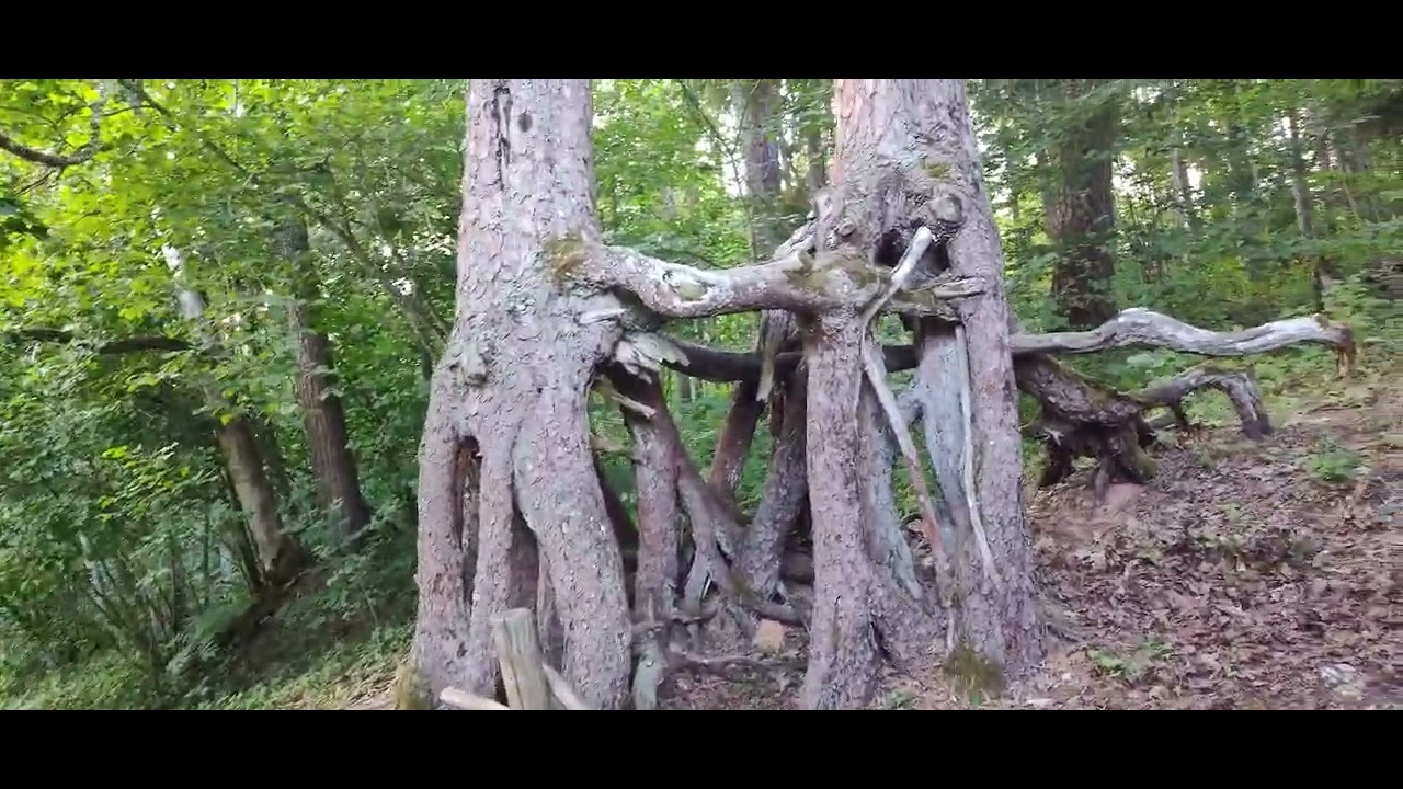 Epic Moments from ancient park in Latvia, Mazsalaca.