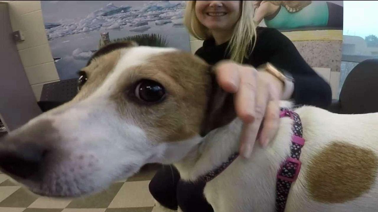 'Casey' the suitcase dog is doing well