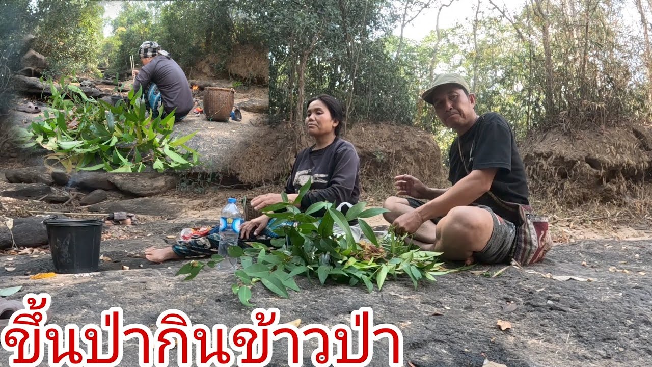 ขึ้นป่านำเมียเก็บผักใส่เบ็ดกินข้าวปา่25 กุมภาพันธ์ ค.ศ. 2026