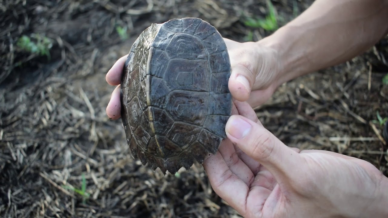 Juvenile Asian leaf turtle