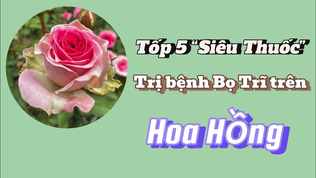 Tốp 5 loại thuốc TỐT NHẤT  trị bệnh BỌ TRĨ trên Hoa Hồng( xoăn ngọn, thâm nụ,…)