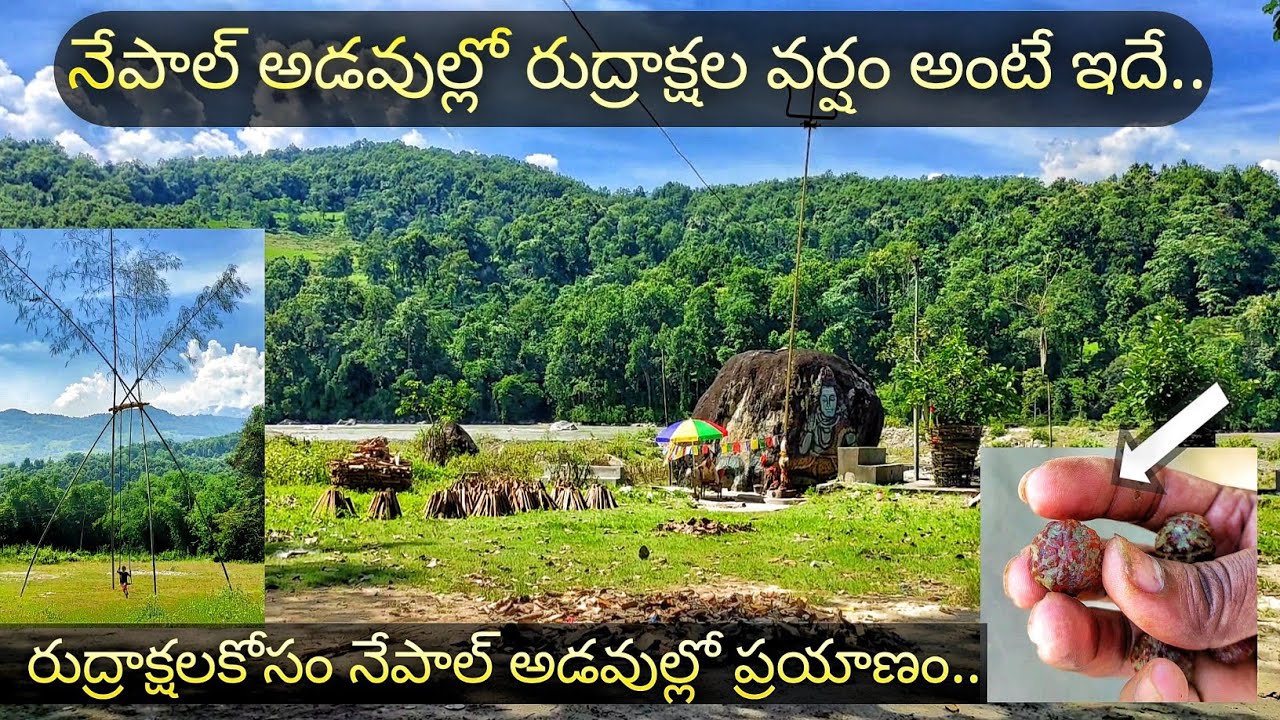 నేపాల్ అడవుల్లో రుద్రాక్షల వర్షం చూడండి