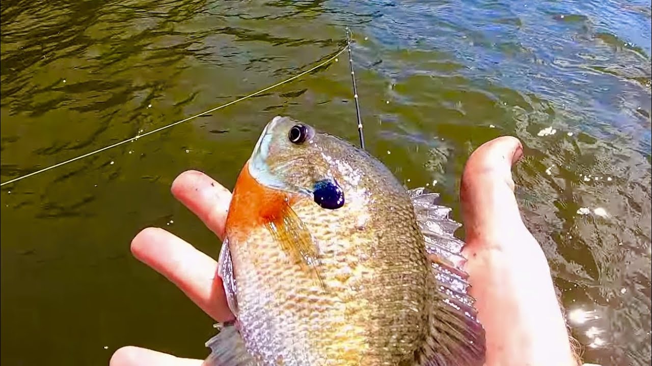 Wingdam Bluegills on the Mississippi River featuring Adrenaline Angling Guide Service