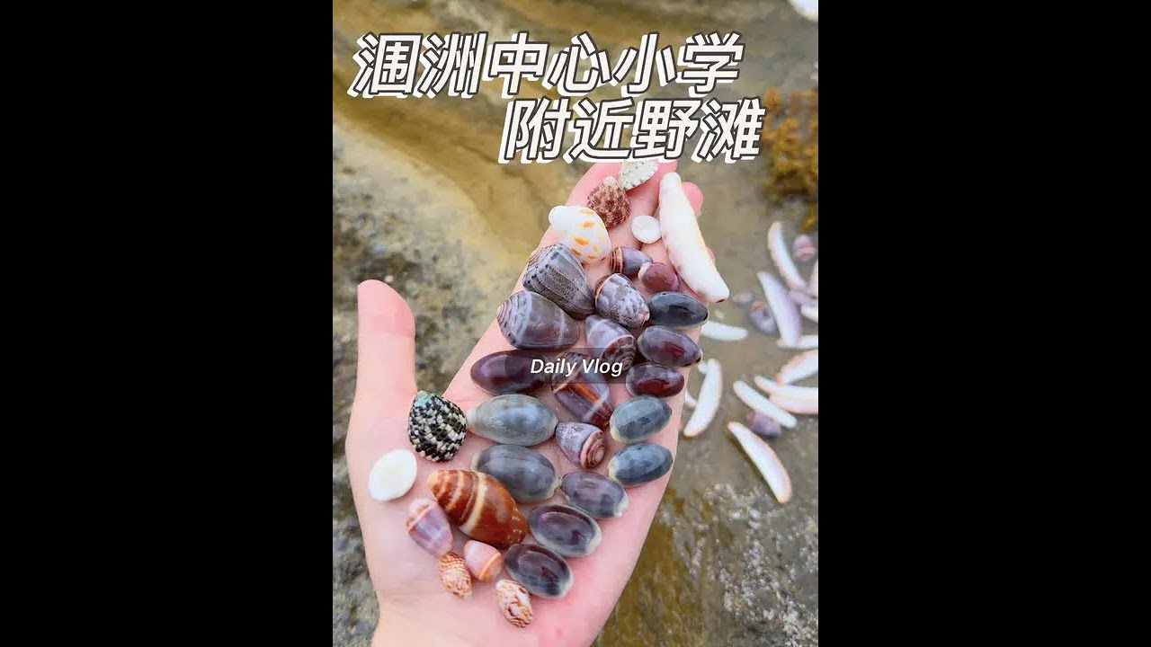 涠洲岛中心小学隔壁 去猪仔岭路上的那个野滩，之前分享过，这次来感觉贝壳并不多，可能是浪大的原因，去年暑假西南浪的时候这里就没贝壳