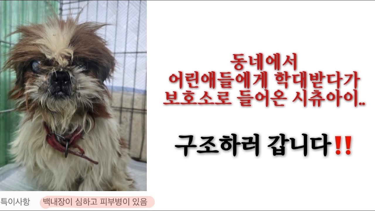 설날ㅡ 늙어서 버려진 아이 시츄  #악의적민원#살생부#폐쇄명령#행정처분#죄값받아라