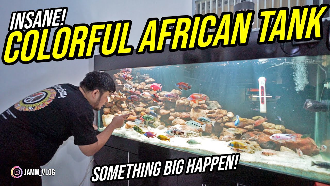 AMAZING!! ONE OF THE BEST MY AFRICAN CICHLID TANK! - REVEAL MY COLLECTION CICHLID TANK!!!