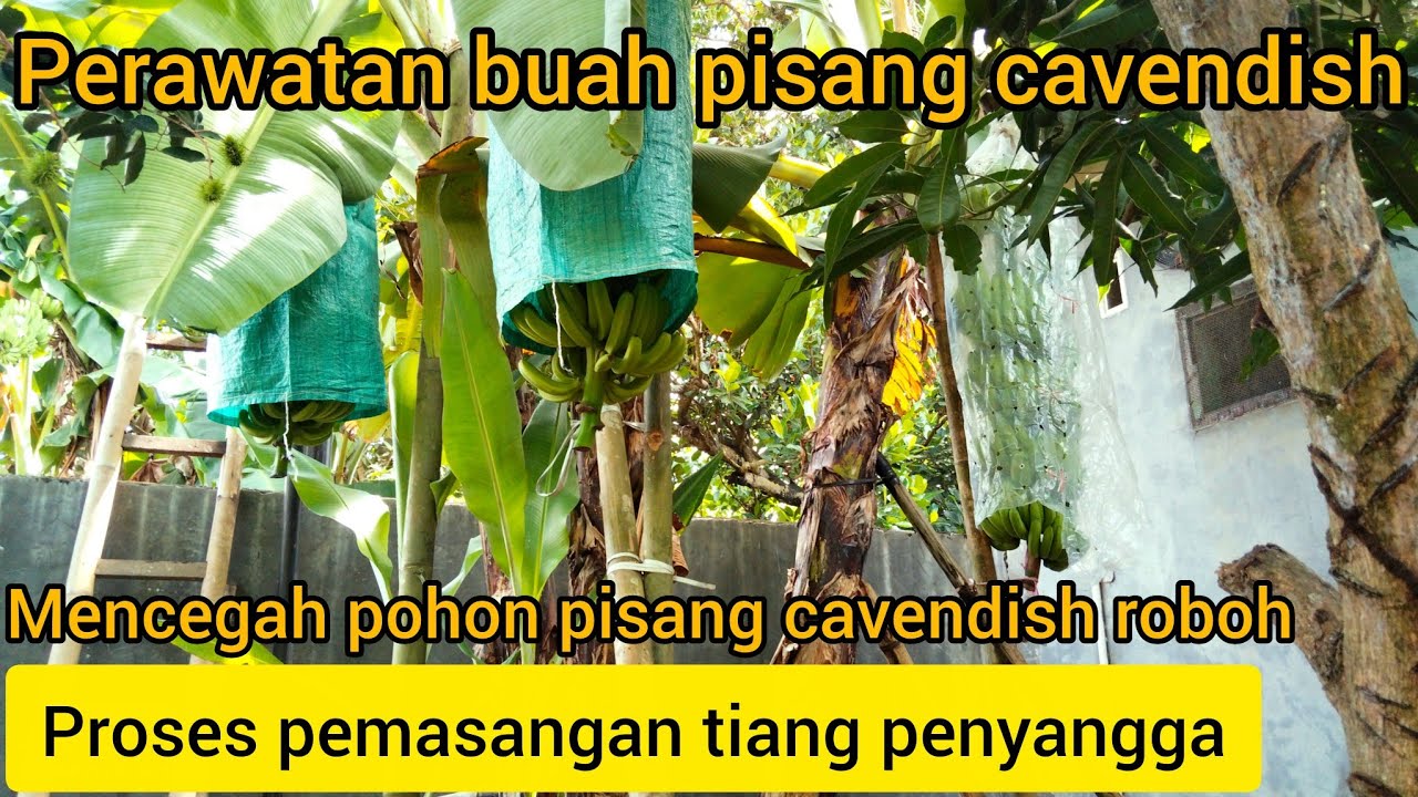Pencegahan tanaman pohon pisang roboh saat berbuah