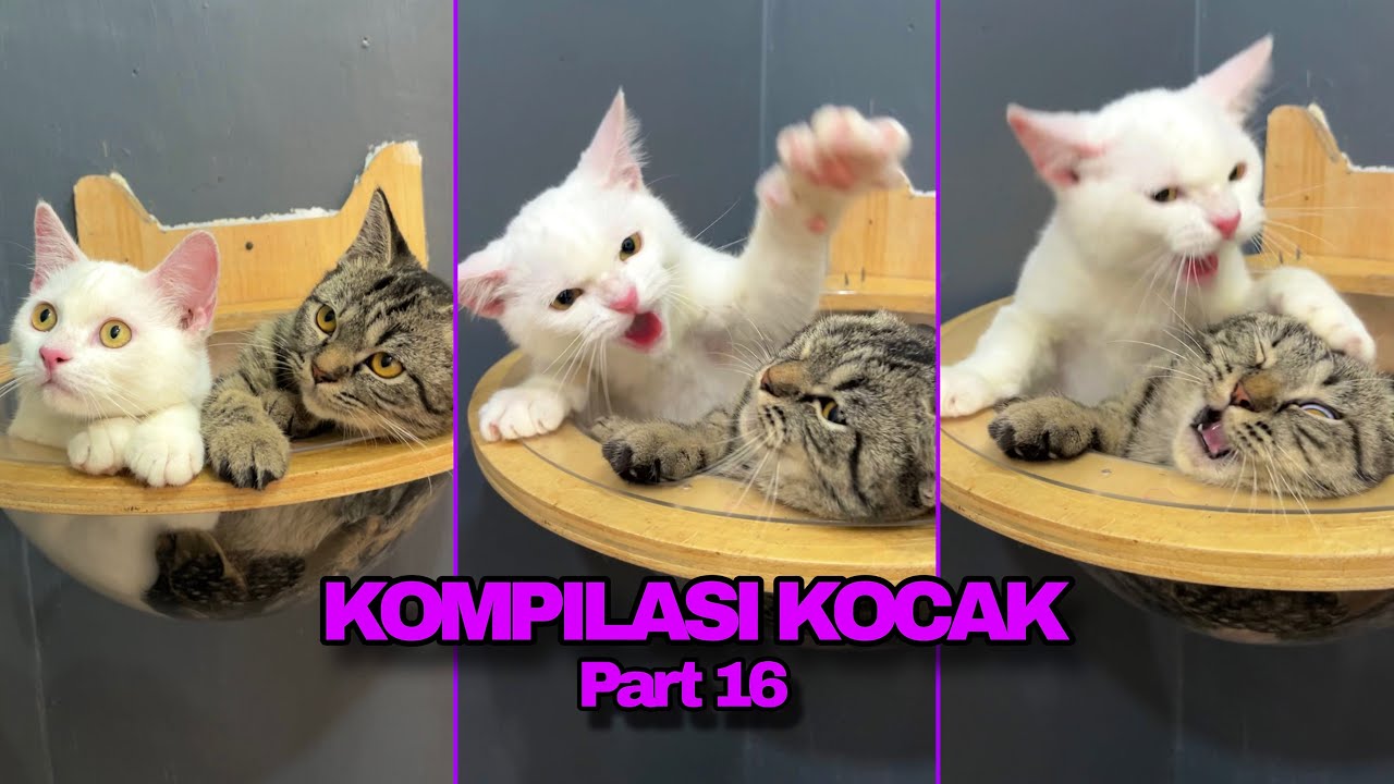 KOMPILASI KUCING LUCU KOCAK PART 16