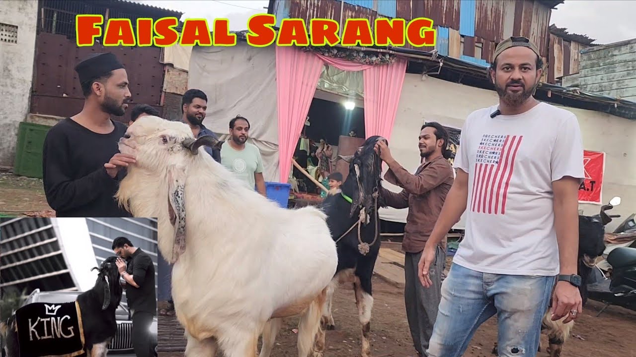Faisal Sarang Eid 2025 Collection | Bakra Cafe Kurla Kapadia Nagar | Biggest Goats Collection.