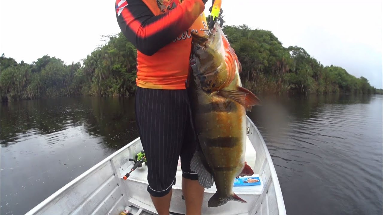 Tucunaré açu porrada na hélice! AM. SIRN. アマゾン釣り ツクナレアスー peacock bass Brazil
