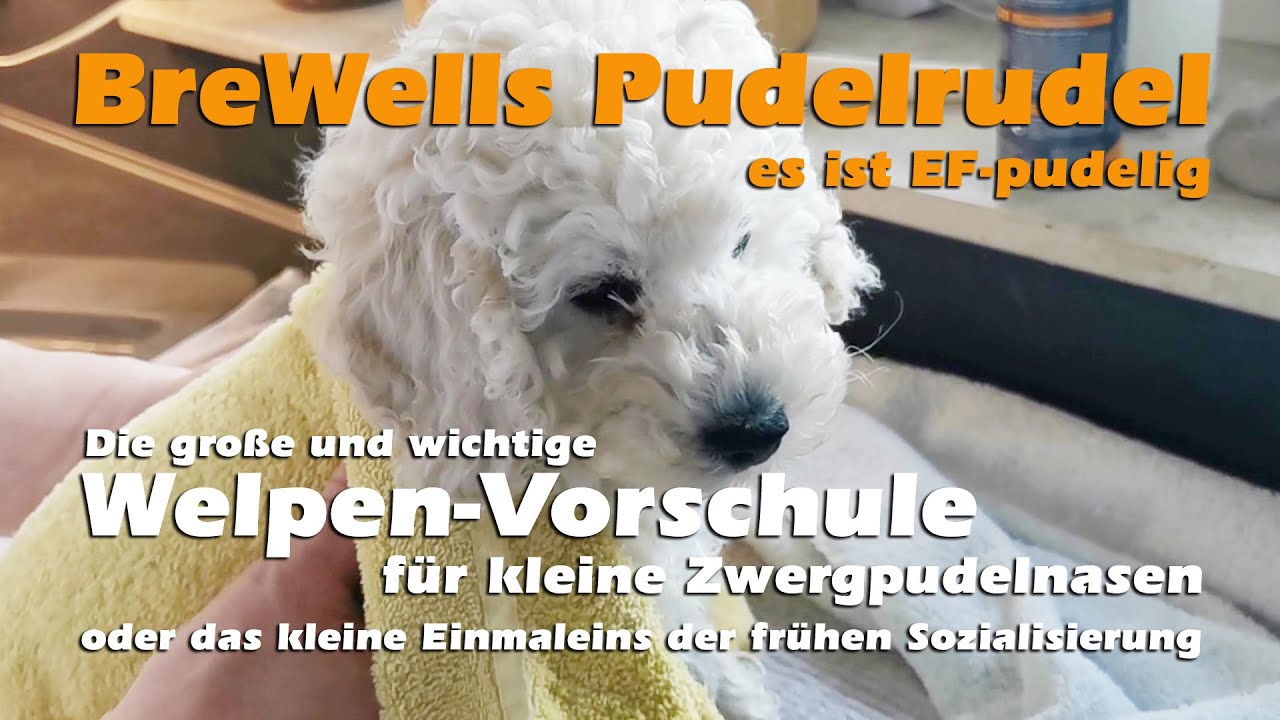 Zwergpudel - die große wichtige Welpen-Vorschule oder das Einmaleins der frühen Sozialisierung