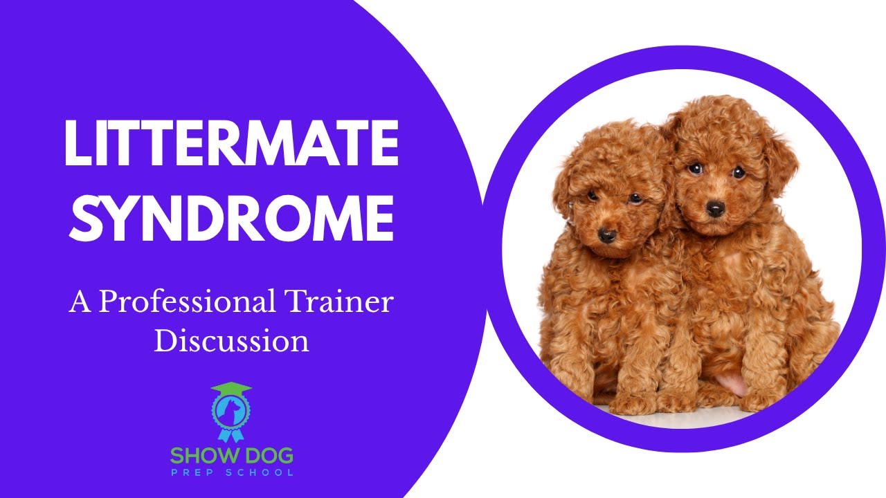 Littermate Syndrome Discussion with Pro Trainers Vicki and Andrea