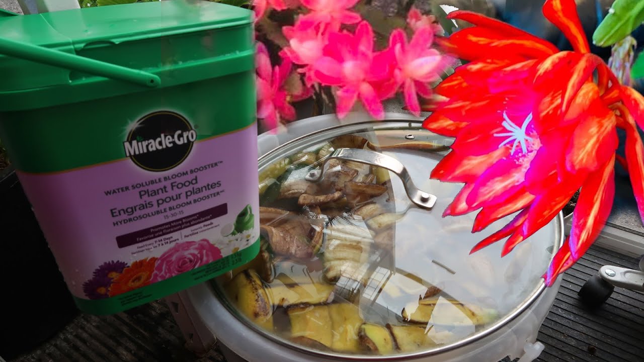 Phân bón kích hoa quỳnh và hoa càng cua