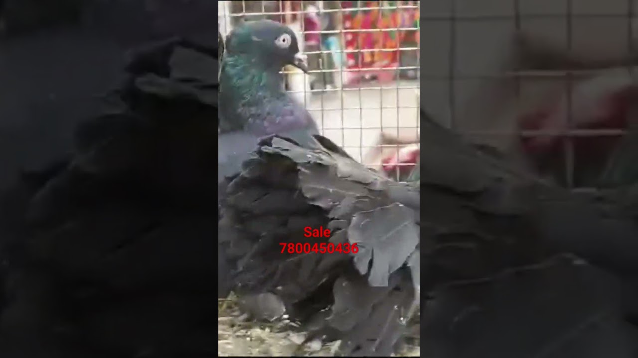 Lakka Pigeon in deoria #video #cheapestpigeonseller mb no 7800450436