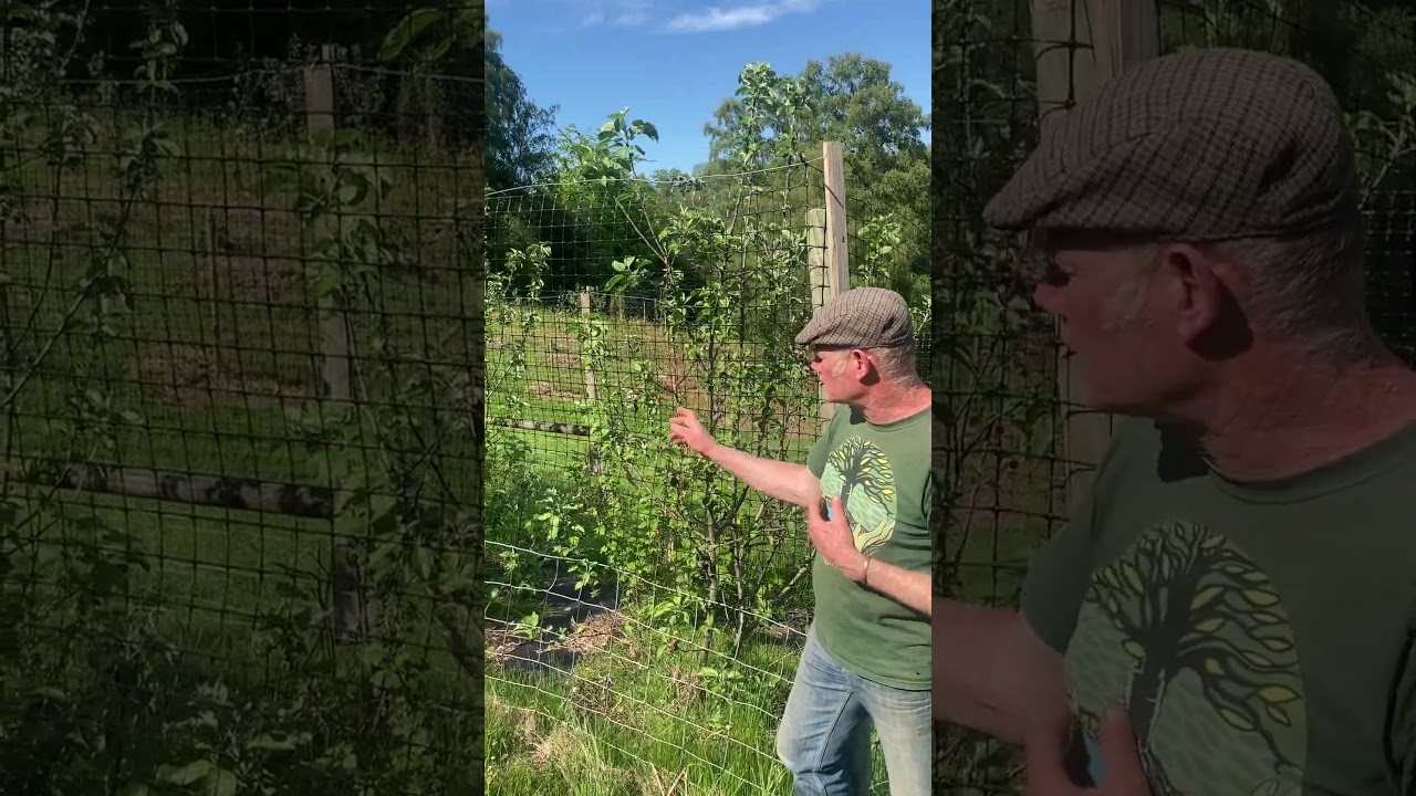 Apple Coppice System